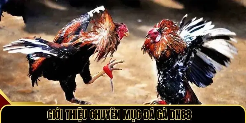 Giới thiệu chuyên mục đá gà DN88