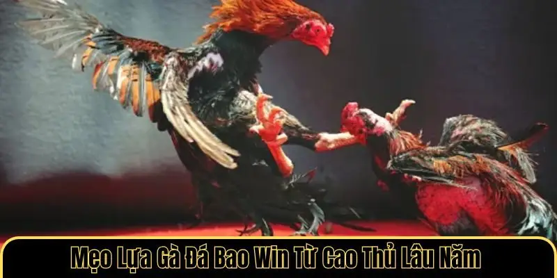 Mẹo lựa gà đá bao win